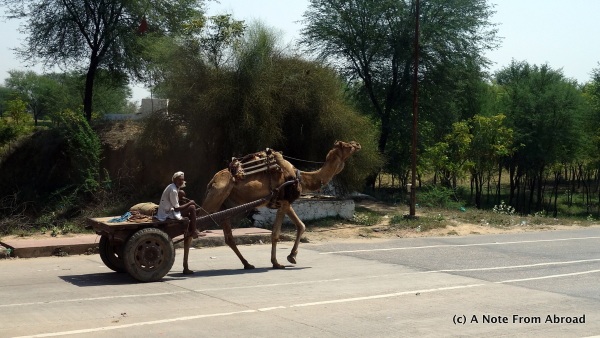 Camel pulling a cart