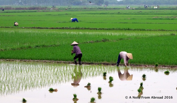 Planting rice by hand, one small bundle at at time